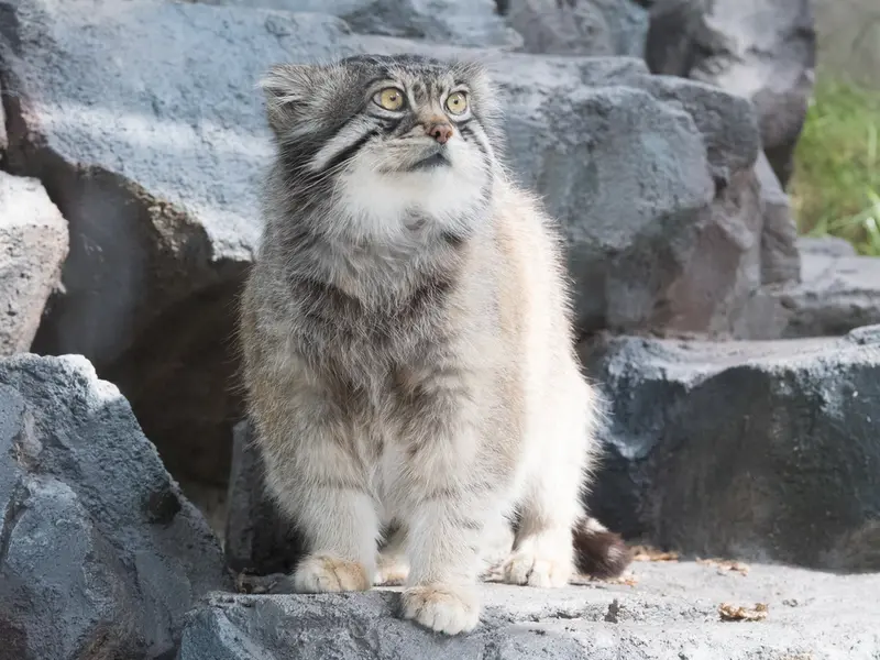 旭山動物園のグルーシャの写真