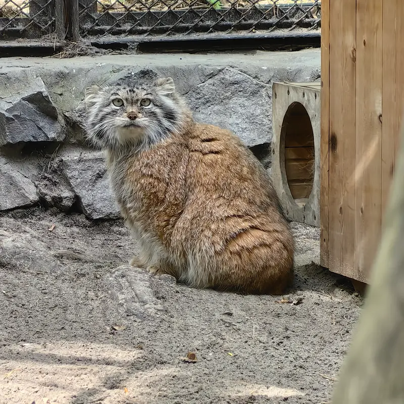 ノヴォシビルスク動物園のラストチカの写真