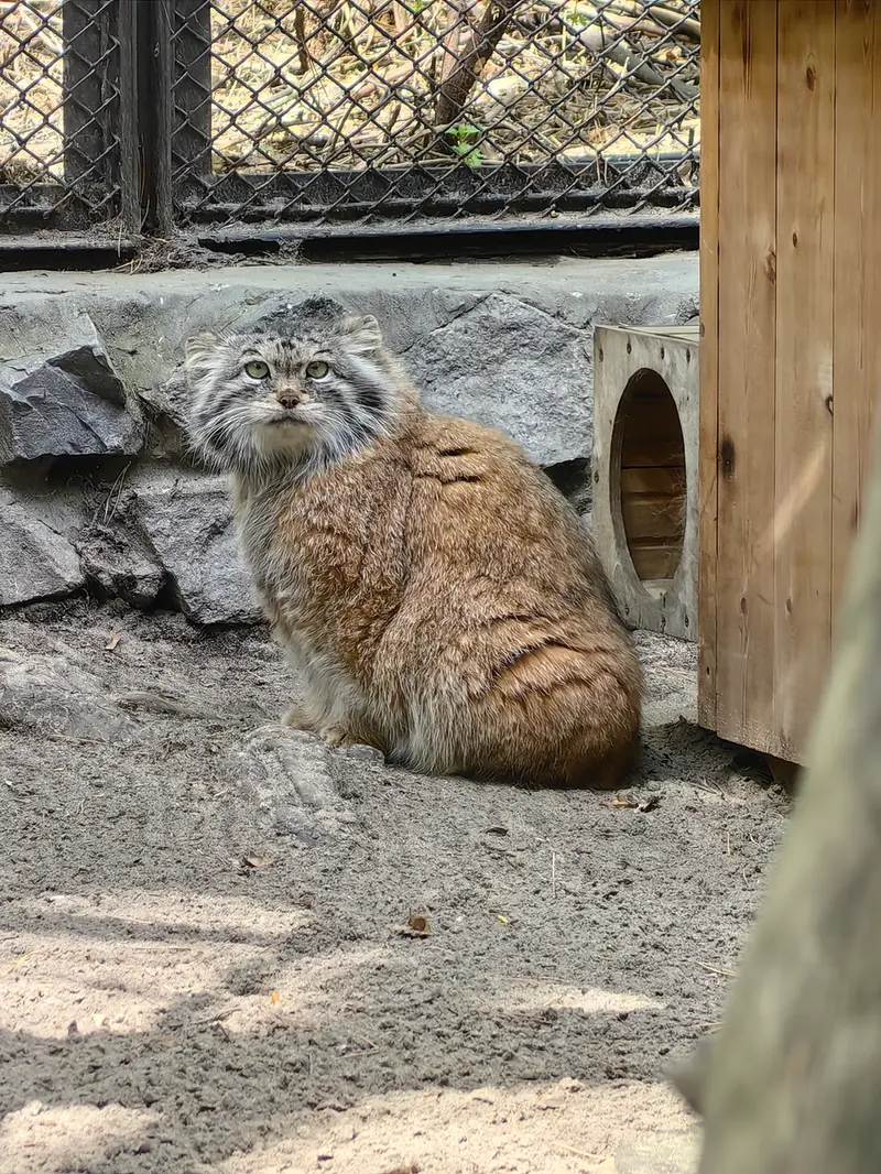 ノヴォシビルスク動物園のラストチカの写真