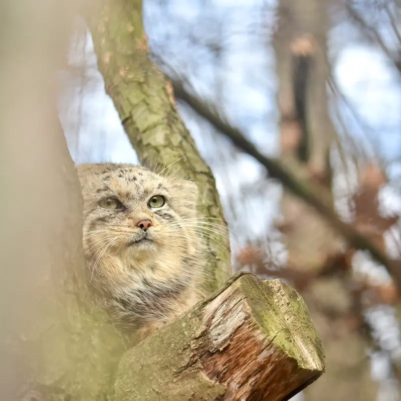 ブルノ動物園のナミカの写真