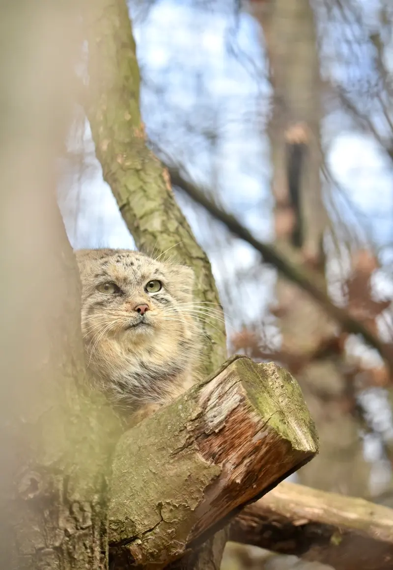 ブルノ動物園のナミカの写真