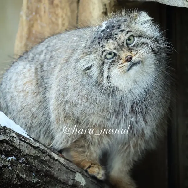 那須どうぶつ王国のポリーの写真