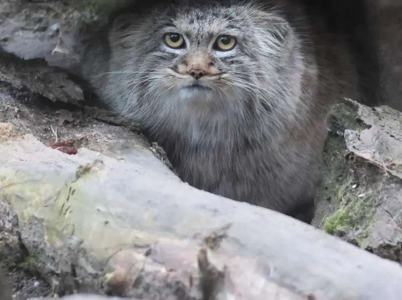 コシツェ動物園のアイセンの写真