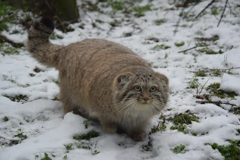 ブダペスト動物園・植物園のルーシーの写真