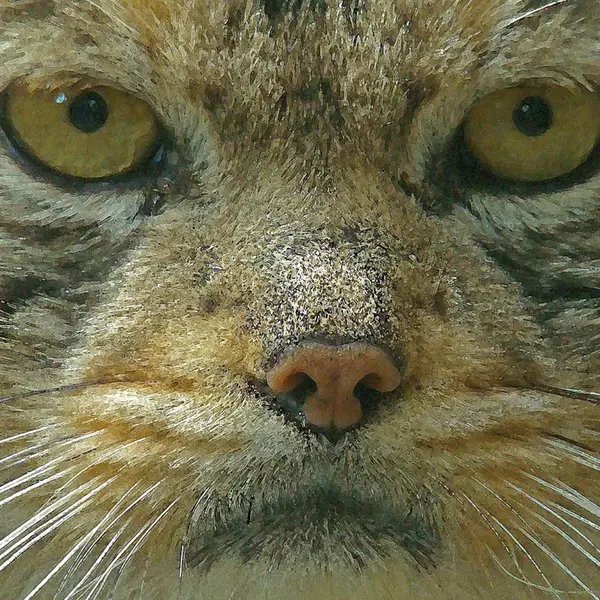 神戸市立王子動物園の衛門の写真