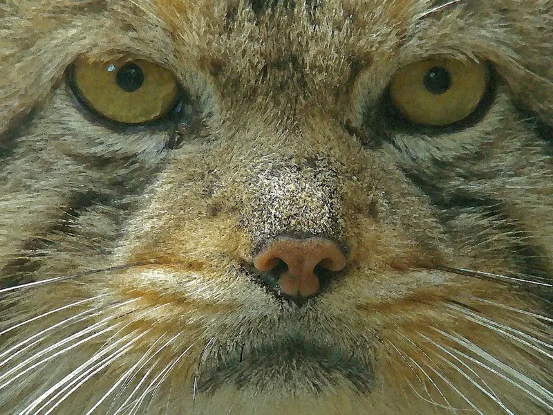 神戸市立王子動物園の衛門の写真