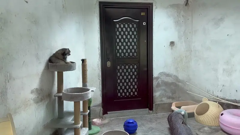 青海チベット高原野生動物園のスン・サンランの動画