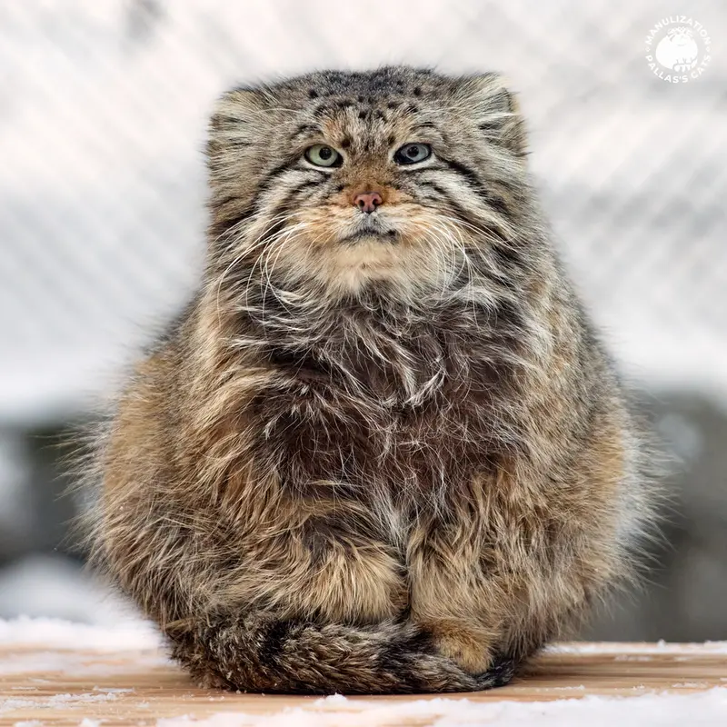 ノヴォシビルスク動物園のゼレノゴルスクの写真