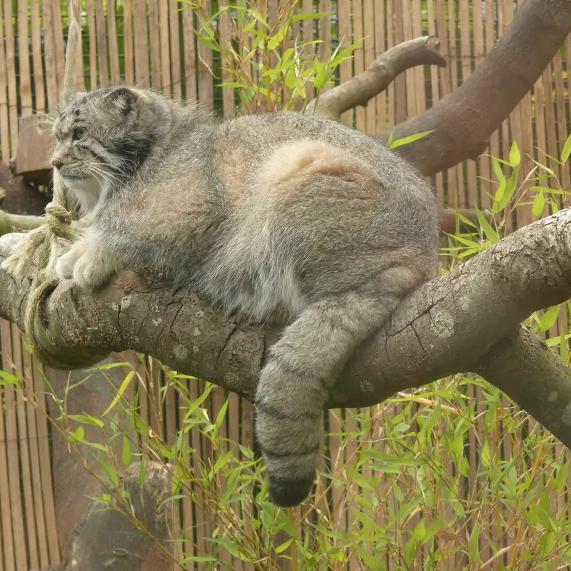エディンバラ動物園のアキコの写真