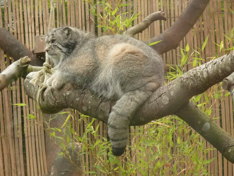 エディンバラ動物園のアキコの写真