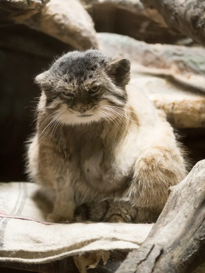 恩賜上野動物園のプリームラの写真