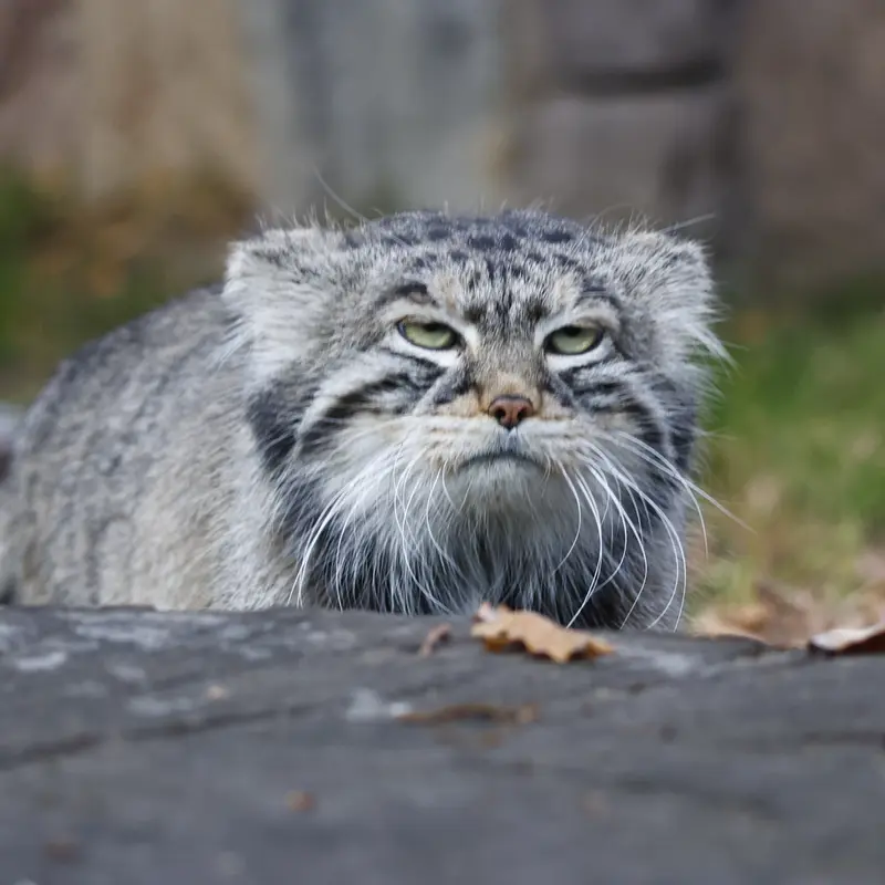 モスクワ動物園のティモフェイの写真