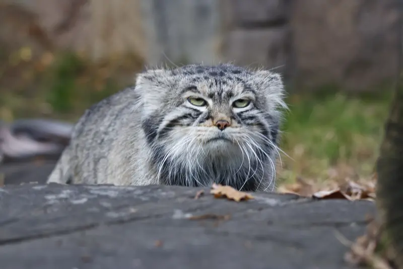 モスクワ動物園のティモフェイの写真