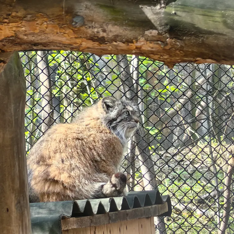 ノヴォシビルスク動物園のラストチカの写真