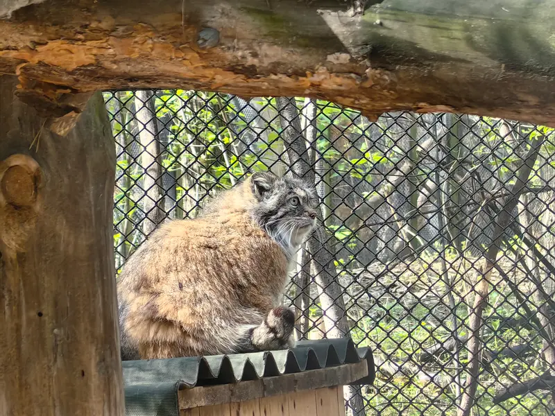 ノヴォシビルスク動物園のラストチカの写真