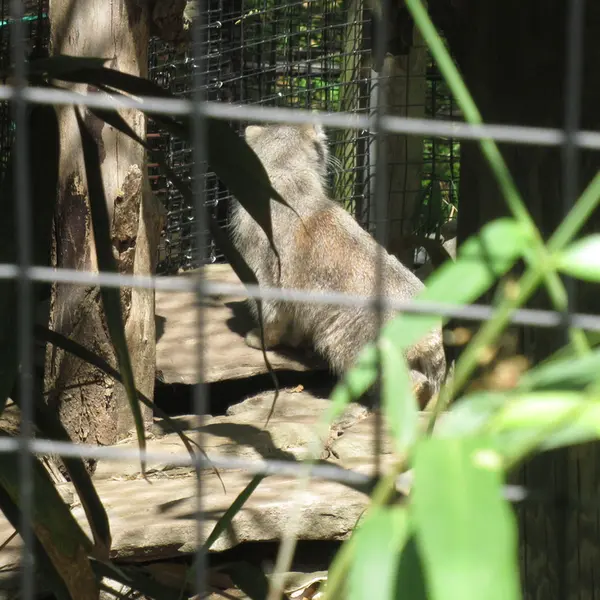 スミソニアン国立動物園のセバとアカルの写真