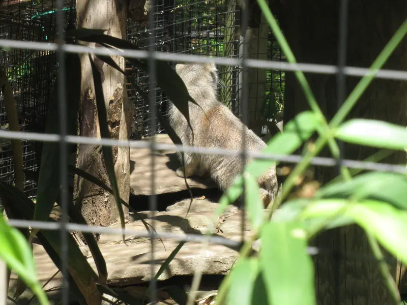 スミソニアン国立動物園のセバとアカルの写真