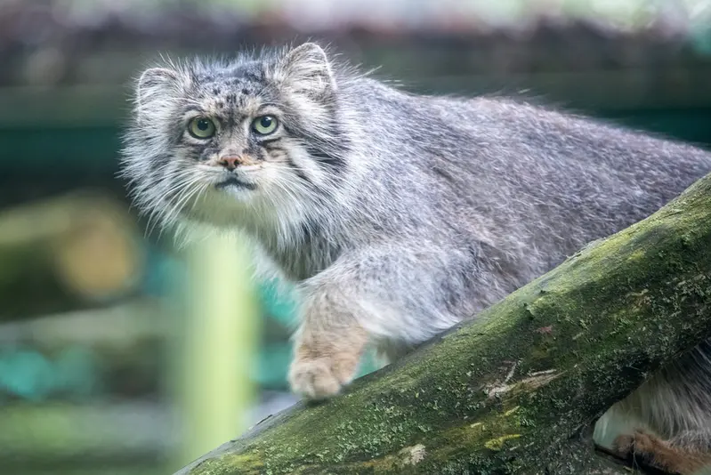ウッチ動物園のパッツォの写真