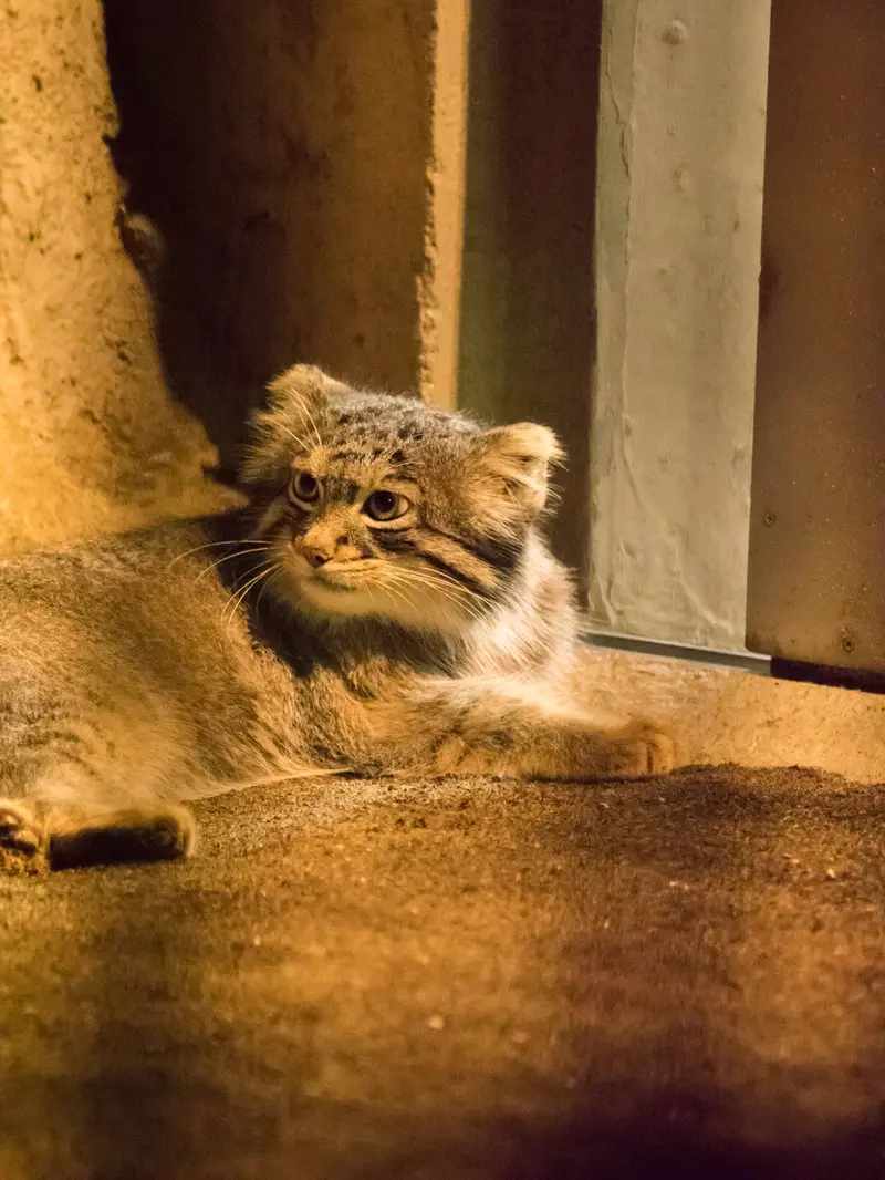 野毛山動物園のフィーガの写真