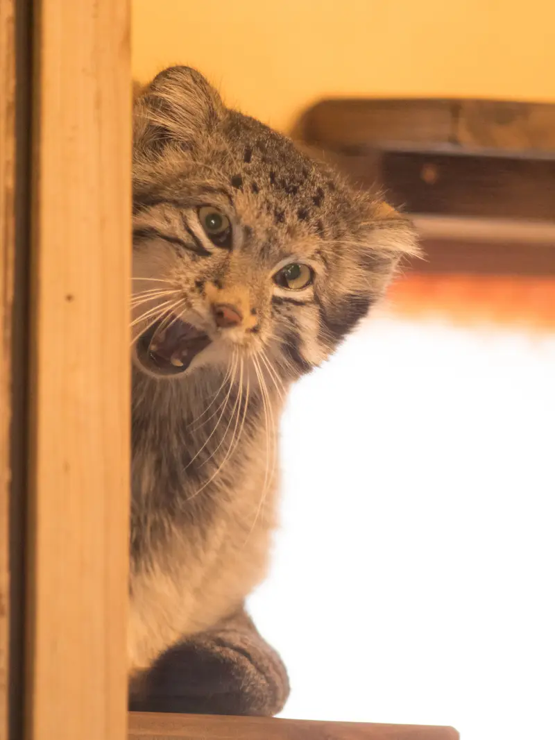 埼玉県こども動物自然公園のオトの写真