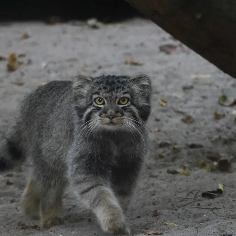 ノヴォシビルスク動物園のイヴの子（2026年生まれ）Ⅲの写真