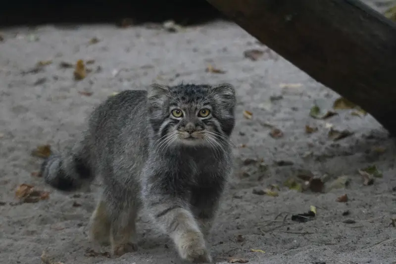 ノヴォシビルスク動物園のマヌルネコの写真