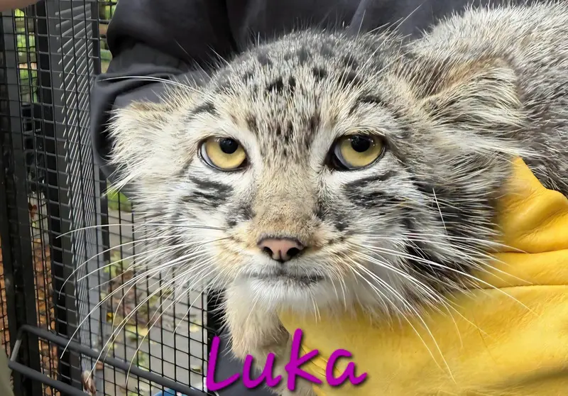 ニアビ動物園のルカの写真