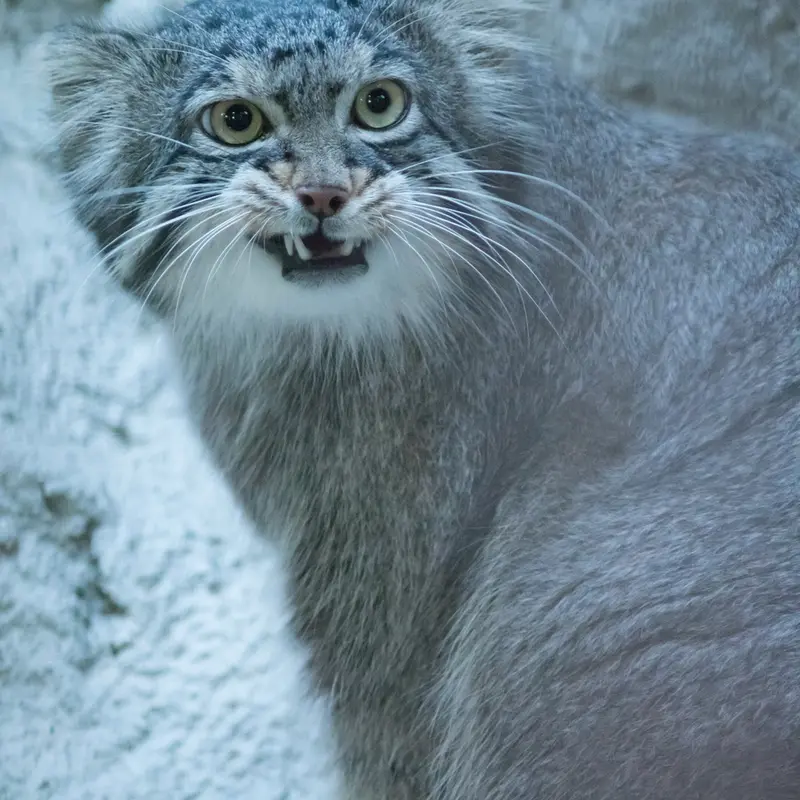 野毛山動物園のフィーガの写真