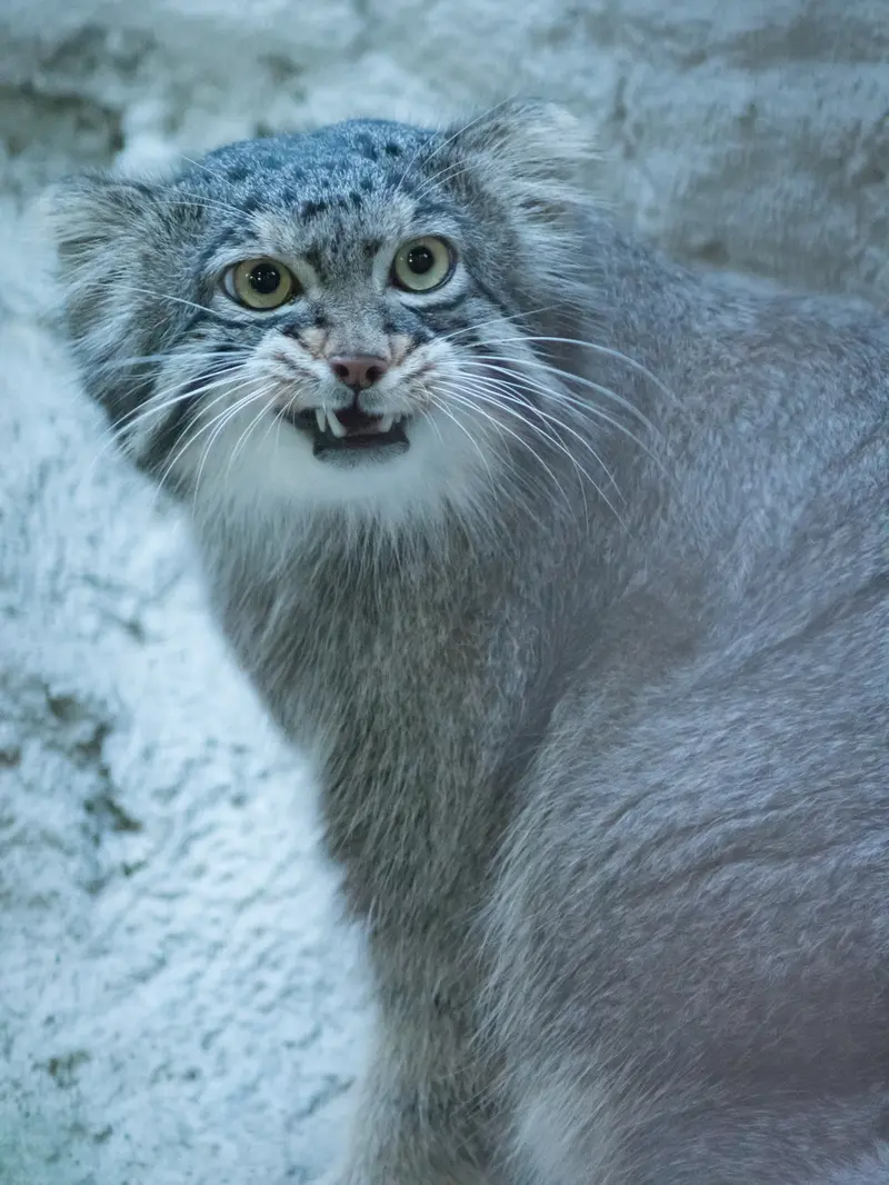 野毛山動物園のフィーガの写真