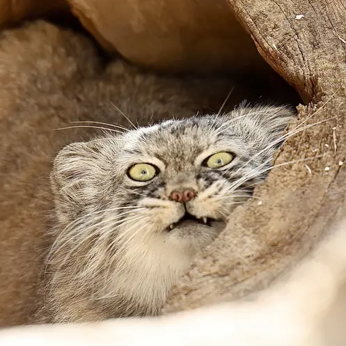 グレートプレーンズ動物園のタシの写真