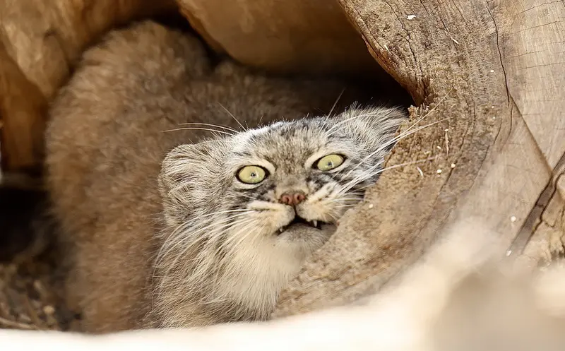 グレート・プレーンズ動物園のタシの写真