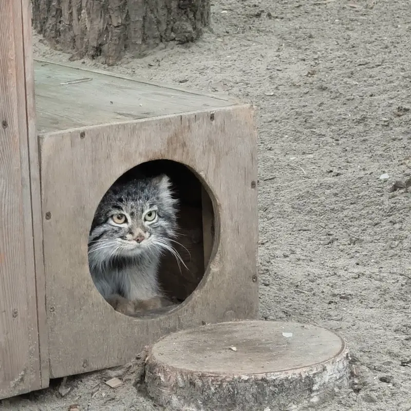 ノヴォシビルスク動物園のマヌルネコの写真