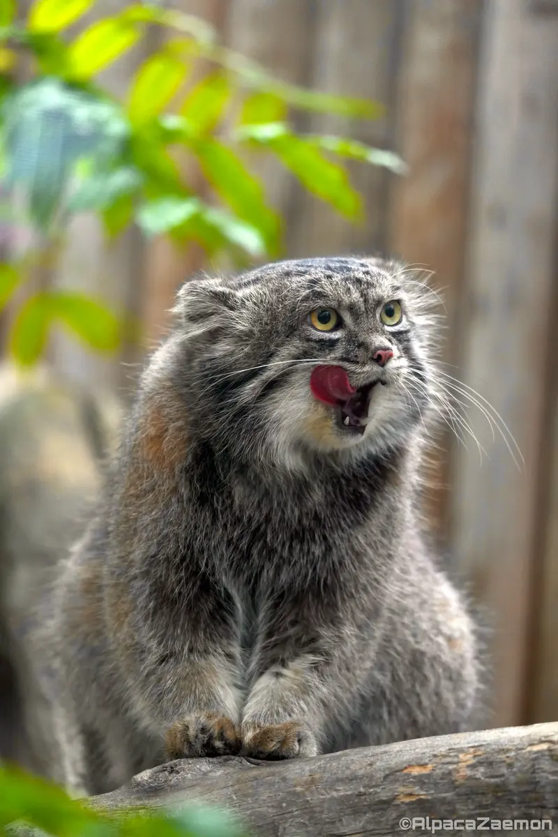 神戸どうぶつ王国のナルの写真