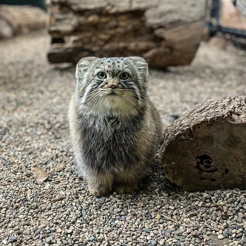グレートプレーンズ動物園のタシの写真