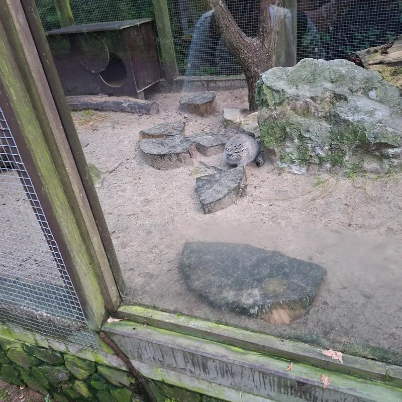 コシツェ動物園のマヌルネコの写真