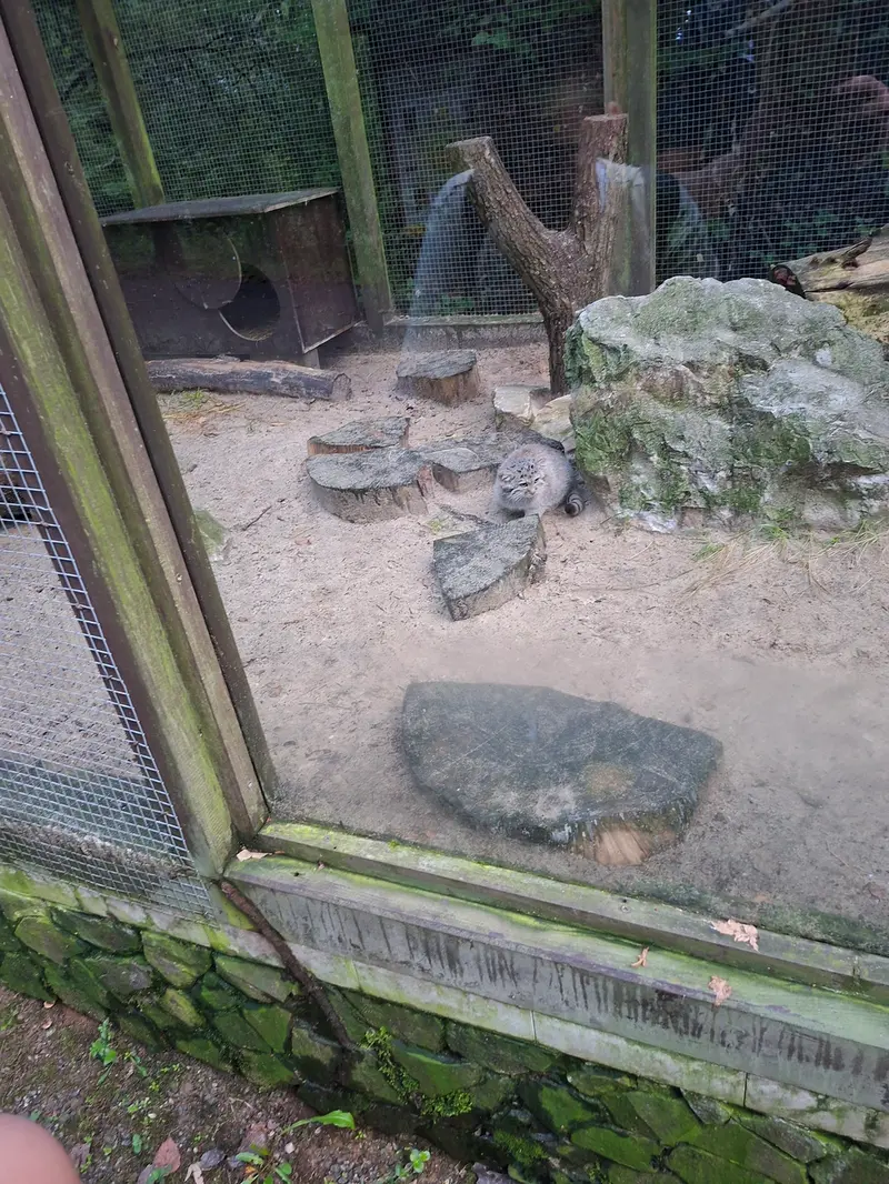 コシツェ動物園のマヌルネコの写真