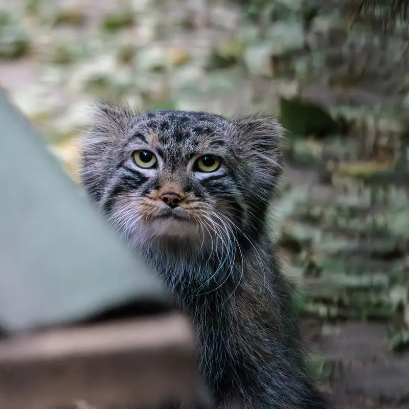 ノヴォシビルスク動物園のレオンの写真