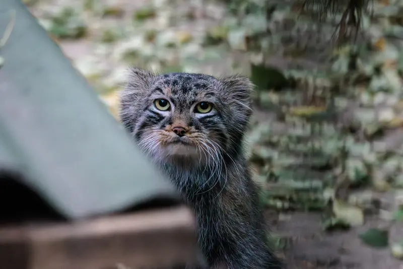 ノヴォシビルスク動物園のレオンの写真