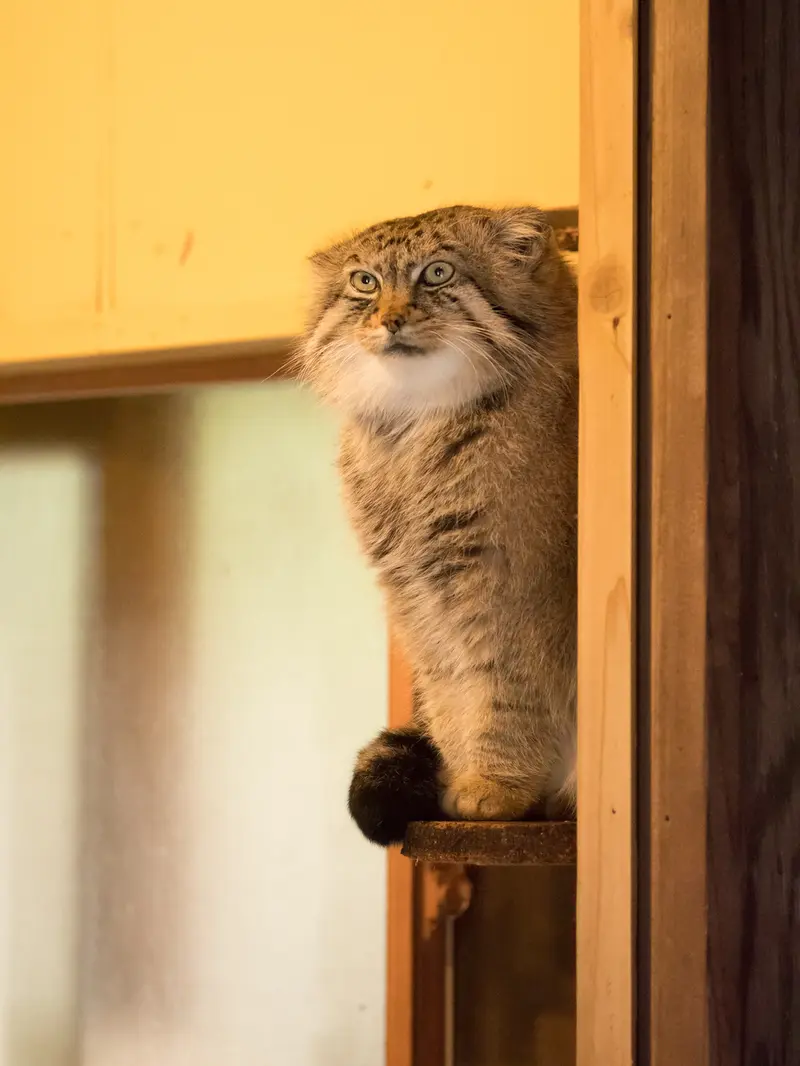 埼玉県こども動物自然公園のロータスの写真