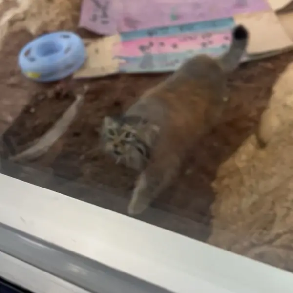 ミル・マウンテン動物園のマヌルネコの写真
