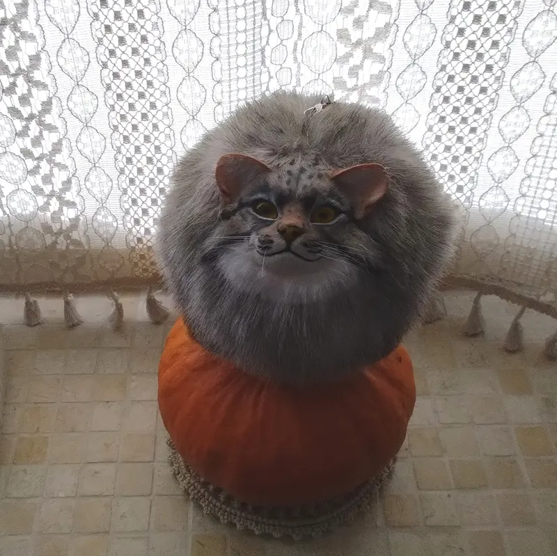 マヌルネコの写真