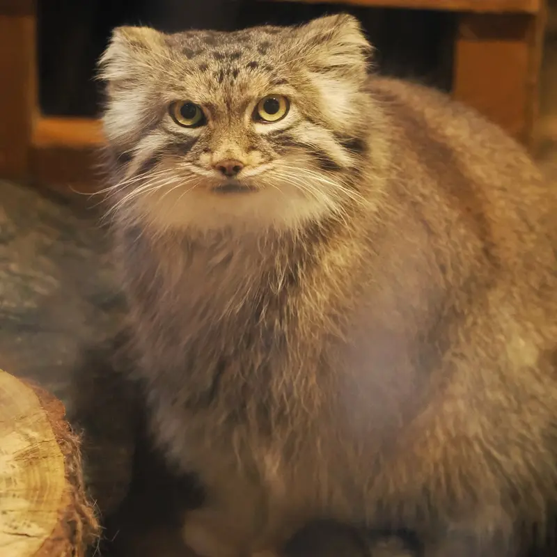 埼玉県こども動物自然公園のオリーヴァの写真