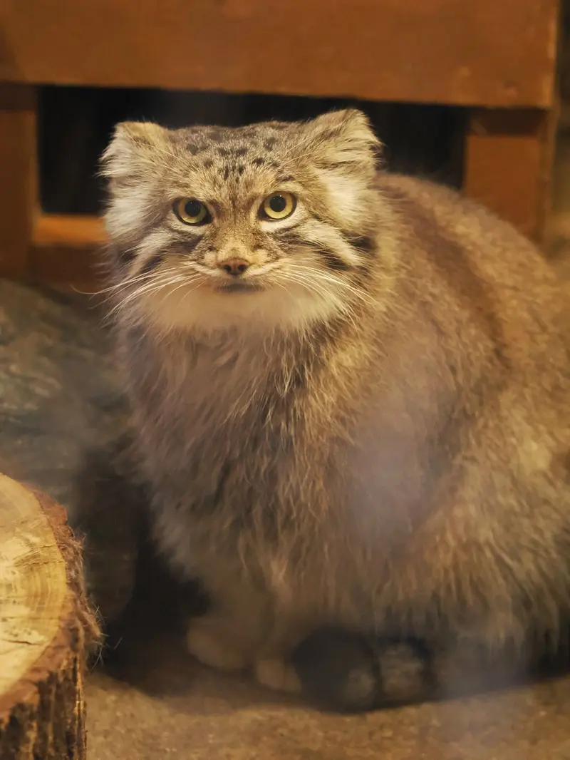埼玉県こども動物自然公園のオリーヴァの写真