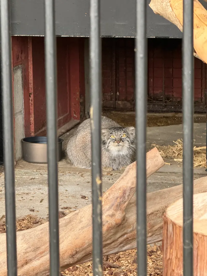ごかつら池どうぶつパークのメイの写真