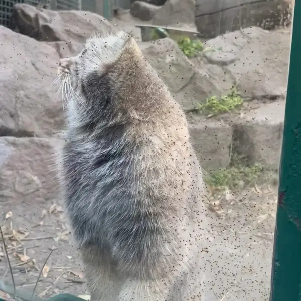 ブダペスト動物園・植物園のボリス Ⅱの写真