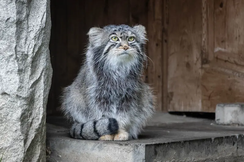モスクワ動物園のティモフェイの写真
