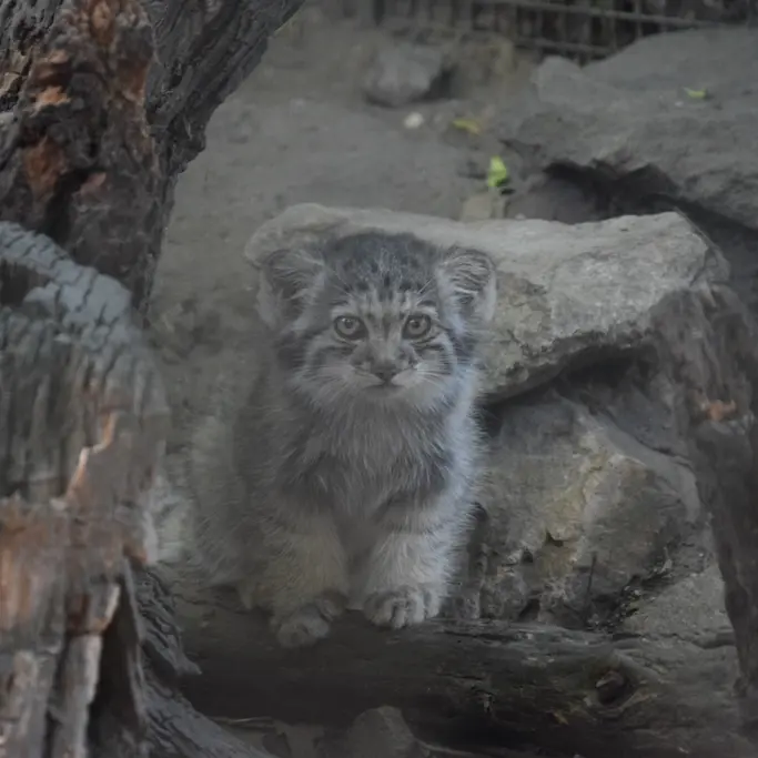 ブダペスト動物園＆植物園のボリス Ⅱの写真