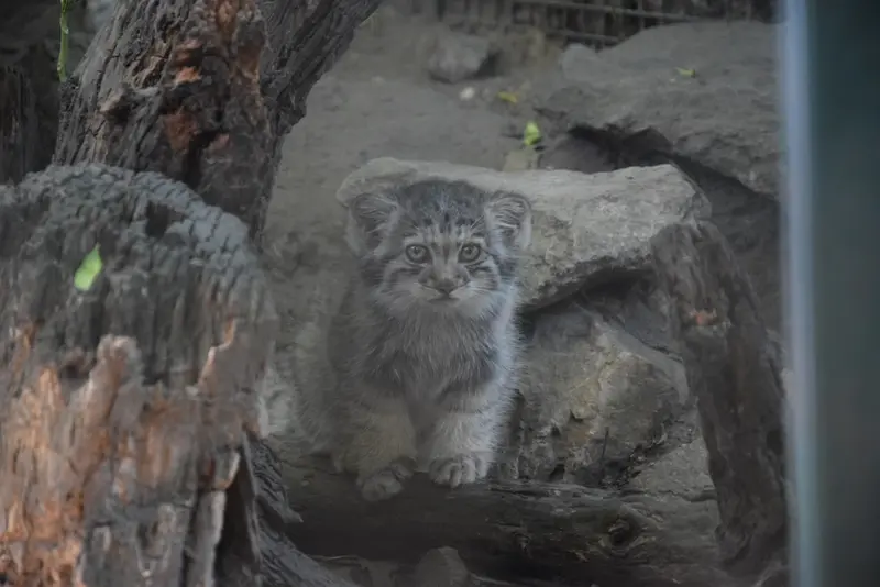 ブダペスト動物園・植物園のボリス Ⅱの写真