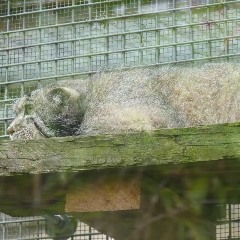 エディンバラ動物園のアキコの写真