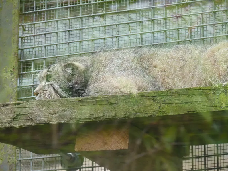 エディンバラ動物園のアキコの写真